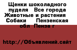 Щенки шоколадного пуделя - Все города Животные и растения » Собаки   . Пензенская обл.,Пенза г.